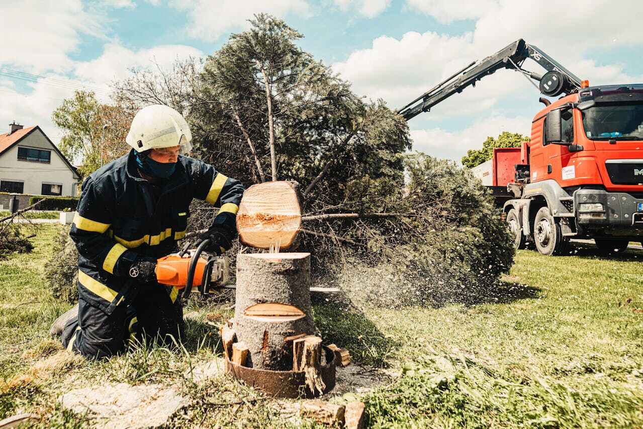 Professional Tree Service in Brigantine, NJ